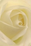 Drawn deeply into the inviting center of a white rose, the viewer is enveloped in the gentle quietude familiar to Upper Clapton's tree-lined streets. The petals unfurl in a luminous spiral-creamy ivory edged with the feathery translucence found in only the freshest blooms. Soft morning light, reminiscent of that found along the Lea Bridge Canal, glides across each fold, painting delicate shadows that add depth and tell of careful craftsmanship. There is a sense of peace, the bloom exuding the kind of serenity that belongs to special moments: a silent note of condolence, a mark of admiration, or the celebration of new beginnings with neighbours and friends. One can almost feel the cool silkiness beneath their fingertips and catch the faint, reassuring sweetness of the rose's understated fragrance. Assembled with heart by local Upper Clapton florists, this rose speaks through its simplicity and elegance-a tender reminder of the artistry and care that go into every personal delivery across the community.